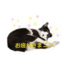 ミーちゃんのスタンプpart1（個別スタンプ：7）