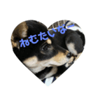 黒柴のサスケくん♡（個別スタンプ：2）