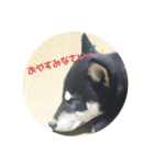 黒柴のサスケくん♡（個別スタンプ：3）