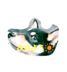 黒柴のサスケくん♡（個別スタンプ：8）