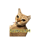 猫写真スタンプPart1（個別スタンプ：1）