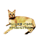 猫写真スタンプPart1（個別スタンプ：2）