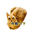 猫写真スタンプPart1（個別スタンプ：5）