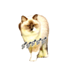 猫写真スタンプPart1（個別スタンプ：6）