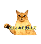 猫写真スタンプPart1（個別スタンプ：7）