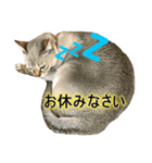 猫写真スタンプPart1（個別スタンプ：8）