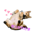 柴犬 がんも（個別スタンプ：1）