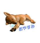 柴犬 がんも（個別スタンプ：2）