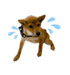 柴犬 がんも（個別スタンプ：4）