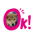 柴犬 がんも（個別スタンプ：5）