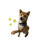 柴犬 がんも（個別スタンプ：7）