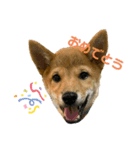 柴犬 がんも（個別スタンプ：8）
