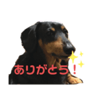 ぶーぶーけん（個別スタンプ：2）