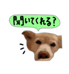 雑種犬ももの生活（個別スタンプ：2）