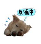 雑種犬ももの生活（個別スタンプ：5）