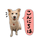 雑種犬ももの生活（個別スタンプ：8）