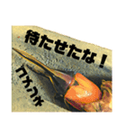 Beetle＆Stag beetle vol.3（個別スタンプ：7）
