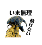 Beetle＆Stag beetle vol.3（個別スタンプ：8）
