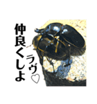 Beetle＆Stag beetle vol.3（個別スタンプ：17）