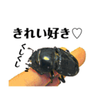 Beetle＆Stag beetle vol.3（個別スタンプ：25）