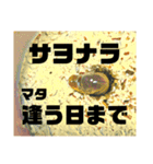 Beetle＆Stag beetle vol.3（個別スタンプ：39）