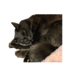 くろねこRuU3（個別スタンプ：1）