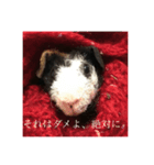 スキニーギニアピッグのもじお。（個別スタンプ：3）