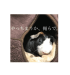 スキニーギニアピッグのもじお。（個別スタンプ：5）