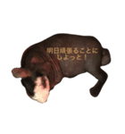 スキニーギニアピッグのもじお。（個別スタンプ：6）