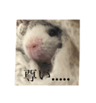 スキニーギニアピッグのもじお。（個別スタンプ：8）