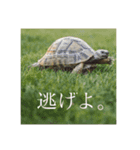 ギリシャリクガメのかぶ。（個別スタンプ：1）