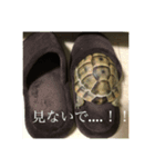 ギリシャリクガメのかぶ。（個別スタンプ：2）