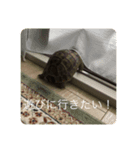 ギリシャリクガメのかぶ。（個別スタンプ：6）