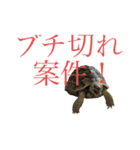 ギリシャリクガメのかぶ。（個別スタンプ：8）