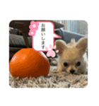 ちくわちゃん1030（個別スタンプ：3）
