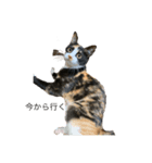 猫ですが何か、。（個別スタンプ：1）