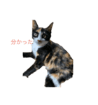 猫ですが何か、。（個別スタンプ：2）