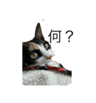 猫ですが何か、。（個別スタンプ：4）