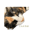 猫ですが何か、。（個別スタンプ：5）