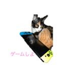 猫ですが何か、。（個別スタンプ：6）