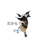 猫ですが何か、。（個別スタンプ：7）