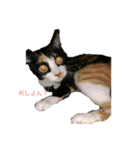 猫ですが何か、。（個別スタンプ：8）