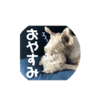 アシュリースタンプ（個別スタンプ：7）