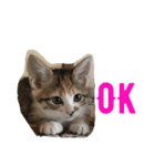 こねこのミーにゃん2（個別スタンプ：1）