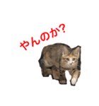 こねこのミーにゃん2（個別スタンプ：2）