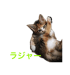 こねこのミーにゃん2（個別スタンプ：5）