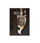 こねこのミーにゃん2（個別スタンプ：6）