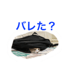 こねこのミーにゃん2（個別スタンプ：8）