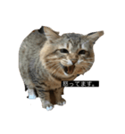 私の猫です。（個別スタンプ：1）