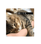 私の猫です。（個別スタンプ：2）